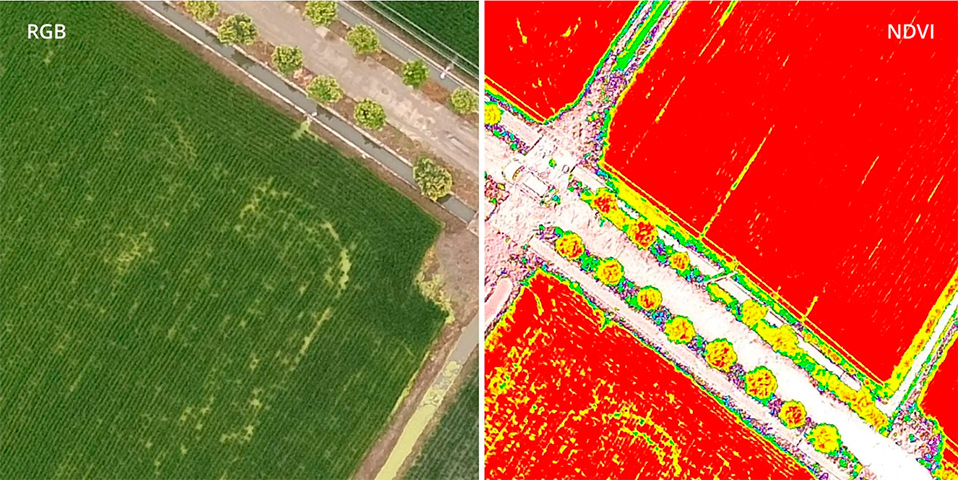 ndvi